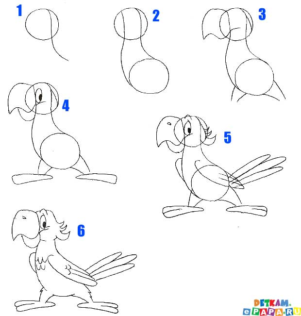 Рисуем пошагово. Схема рисования попугая. Поэтапное рисование попугая. Как нарисовать попугая поэтапно. Как нарисовать попугая карандашом поэтапно.